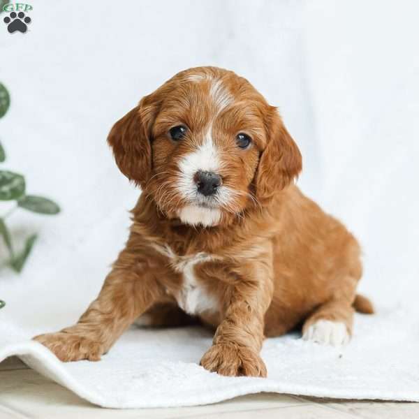 Mabel F1b, Cavapoo Puppy
